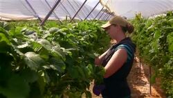 Female farm worker picks strawberries in poly tunnel Stock Footage