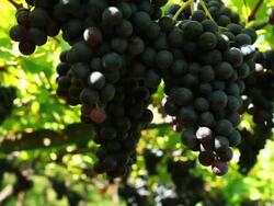 Blue Grapes in a Vineyard Tracking Shot Stock Footage