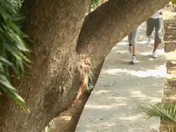 Couple running in a park  Stock Footage