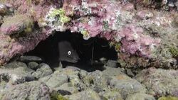 Moray eel Stock Footage