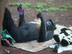 MS Chimpanzee is playing with slinky toy / Honolulu, Hawaii, United States Stock Footage