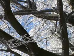 HD: Snow covered tree. Stock Footage
