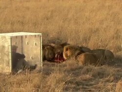 A naturalist sits in a predator shield and watches lions feeding on a carcass. Stock Footage