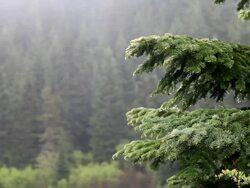 Northwest Rain Stock Footage