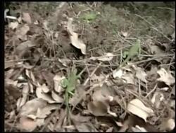 Evencio Perez and his family oversee the wildlife refuge where more than 400 iguanas live. He also works to teach visitors about the endangered animals. News Clip