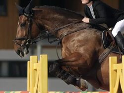HD Super Slow-Mo: Horse Rider Jumping Over Square Oxer Stock Footage