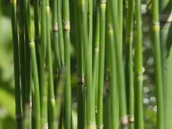 HD DOLLY: Beautiful Flower Head With Water Drops Stock Footage