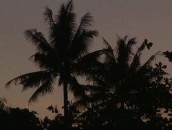 Palm trees silhouetted in tropical evening light, Philippines, Dec 2009 Stock Footage