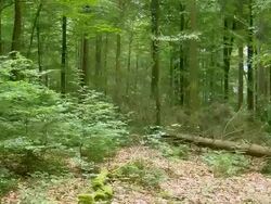 MS Tree falling in forest / Zerf, Rhineland Palatinate, Germany Stock Footage