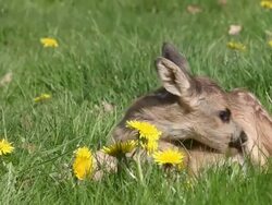 MS Fawn laying in meadow with yellow flowers / Vieux Pont, Normandy,  France Stock Footage