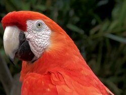 Parrot Macaw Stock Footage