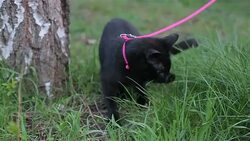 walking a pet Stock Footage