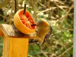 Golden-fronted Woodpecker Stock Footage