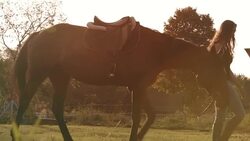 Young Women Horse Sunlight Farm Paddock Slow Motion Stock Footage