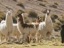 MS Shot of group of Llama, Lama Glama on altiplano in Andes mountains / San Pedro de Atacama, Norte Grande, Chile Stock Footage