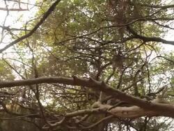 The Great Banyan Tree Forest Stock Footage