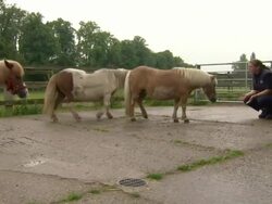 Neglected horses are on the road to recovery News Clip