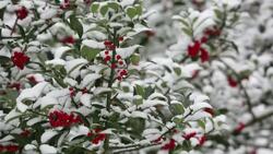 A berried Holly tree in snow Ambleside, Cumbria, UK Stock Footage