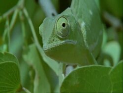 Flapnecked Chameleon, Chamaeleo dilepis, firing tongue, Botswana, Africa Stock Footage