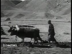 1950: IRAN OIL: HA WS Silhouette off Iranians walking w/ cattle on rocky, mountainous terrain. VS Farmer plowing terrain w/ cattle. WS Train pulling oil cars over bridge. HA LS Workers laying pipeline. MS Man w/ mask welding pipe. Natural resource Instructional Video
