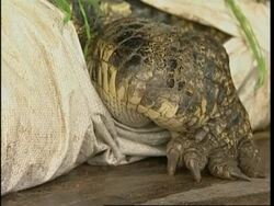 Thai authorities seize 200 smuggled live crocodiles at border News Clip