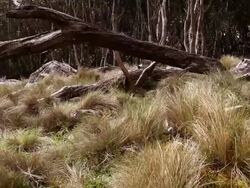 Australian Bush - Mt Macedon (HD) Stock Footage