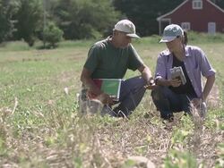 Farmer and agricultural consultant in field of GMO soybeans Stock Footage