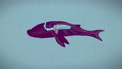 TED-ED: The three different ways mammals give birth - Kate Slabosky Instructional Video