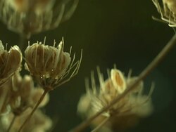 Seed heads disperse seeds Stock Footage