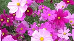 blooming beautiful pink flower Stock Footage