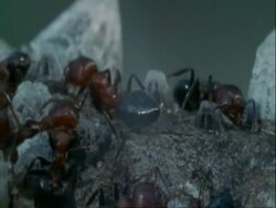 CU Red ants, Crematogaster sp, crawling over branch, Botswana, Africa Stock Footage