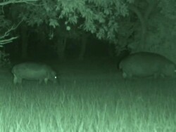 Hippopotamus (Hippopotamus amphibius) grazing at night, Garamba , Congo Stock Footage