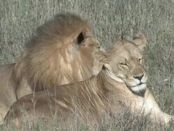 Sleepy Lion Couple Stock Footage