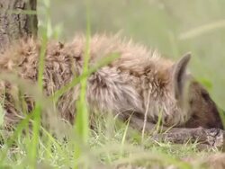 CU Shot of Spotted hyena pup lying at base of tree observing and resting / Okavango Delta, North West District, Botswana Stock Footage