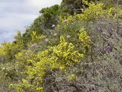 MS Shot of Flowering Macchia, Broom (Genista), Rockrose (Cistus albidus) and Lavender / Verghia, Corsica, France Stock Footage