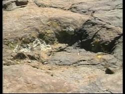 BOLIVIA: DINOSAUR FOSSIL FOOTPRINTS DISCOVERED News Clip
