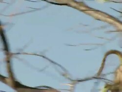 MS TS Shot of chacma baboons active in tree / Okavango Delta, North-West District, Botswana Stock Footage
