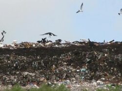 Birds in a Landfill, High Definition Stock Footage