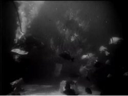 XMAS - FISH FEAST News Clip