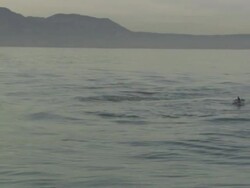 White shark Predation, shark chases seal, South Africa,  Stock Footage