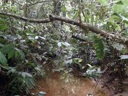 Time-lapse of leaf cutter ants (Atta sp.) walking along a branch above a rainforest stream in the Ecuadorian Amazon. Stock Footage