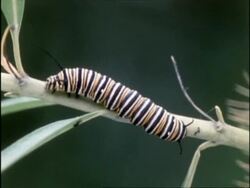 CU Wanderer Butterfly (Danaus) Caterpillar on branch, Australia Stock Footage