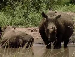 MS Rhinos near pond / Save Valley, Southern Zimbabwe, Zimbabwe Stock Footage