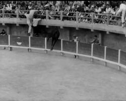 A LOT OF BULL News Clip