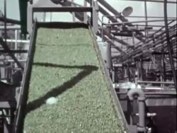 Frozen pea factory Stock Footage