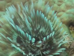 Hanakawa, Tubeworm, Chuuk Lagoon, South Pacific  Stock Footage