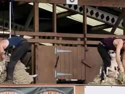 DISPLAY OF HAND BLADE SHEARING AND MACHINE SHEARING Stock Footage