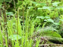 MS Shot of Boardwalk in rain forest / Tofino, British Columbia, Canada Stock Footage