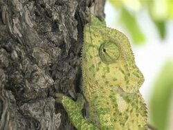 Chameleon Stock Footage