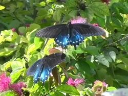 Pipevine Swallowtail Butterfly 2 NTSC Stock Footage